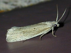 Eucosma ambodaidaleia