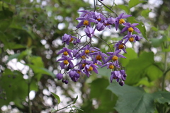 Solanum dulcamaroides