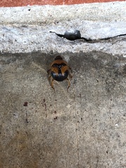 Bolbocerosoma lepidissimum