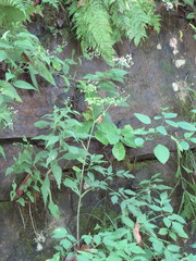 Thaspium barbinode