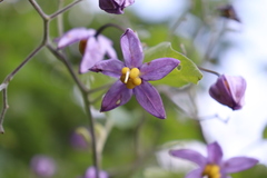 Solanum dulcamaroides