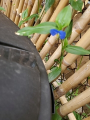 Commelina communis