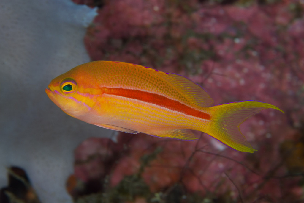 One-Stripe Anthias