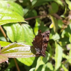 Noctuana