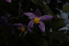 Solanum dulcamaroides
