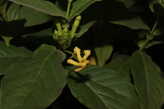 Mandevilla foliosa