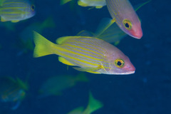 Yellow-Lined Snapper photo 2