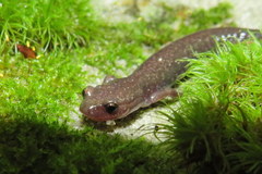 Plethodon nettingi
