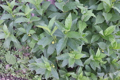 Mandevilla foliosa