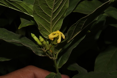 Mandevilla foliosa