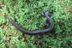 Plethodon nettingi