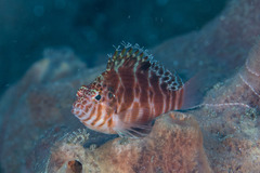 Cirrhitichthys aprinus