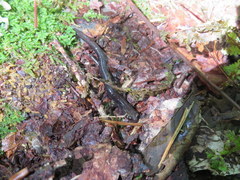 Plethodon nettingi