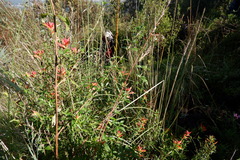 Castilleja tenuiflora