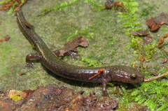Plethodon nettingi