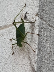 Leptophyes punctatissima