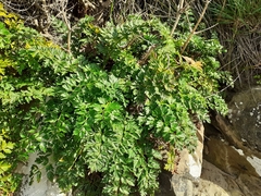 Anisotome lyallii