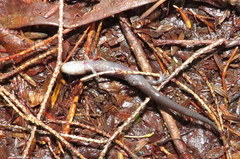 Plethodon nettingi