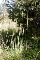 Muhlenbergia macroura