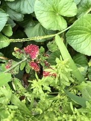 Norvellina chenopodii