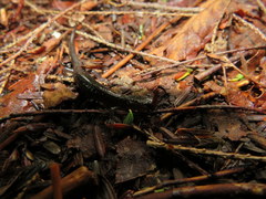 Plethodon nettingi