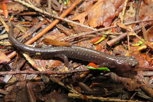 Cheat Mountain Salamander