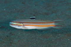 Valenciennea helsdingenii