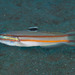 Valenciennea helsdingenii - Photo (c) Mark Rosenstein, μερικά δικαιώματα διατηρούνται (CC BY-NC-SA), uploaded by Mark Rosenstein