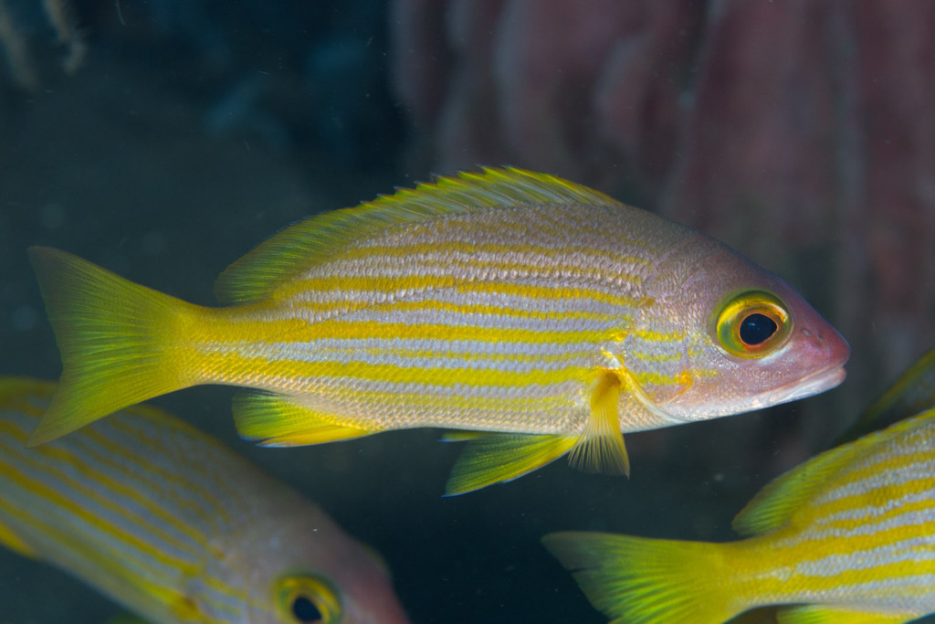 Yellow-Lined Snapper
