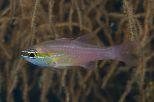 Diamond cardinal (Ostorhinchus apogonoides) — Apogonidae — 5