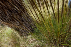 Muhlenbergia macroura