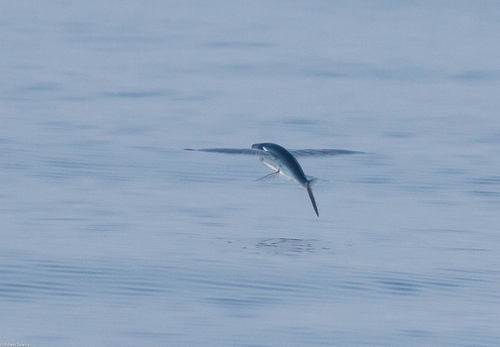 Cheilopogon pinnatibarbatus