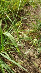Cyperus lupulinus macilentus