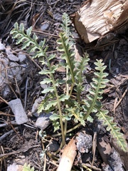 Pedicularis semibarbata charlestonensis
