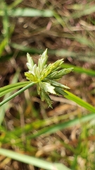 Cyperus lupulinus macilentus