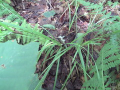 Carex arctata
