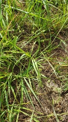 Cyperus lupulinus macilentus