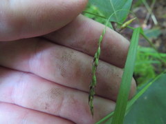 Carex arctata
