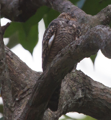Chordeiles acutipennis