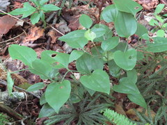 Smilax tamnoides