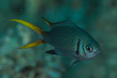 Chromis xanthura