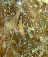 Vorticeros praedatorium