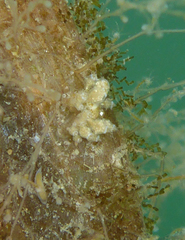 Vorticeros praedatorium