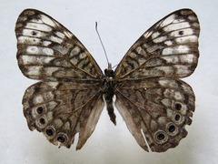 Hamadryas atlantis atlantis