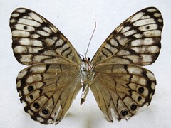 Hamadryas atlantis atlantis