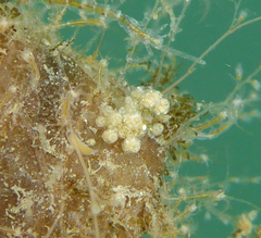 Vorticeros praedatorium