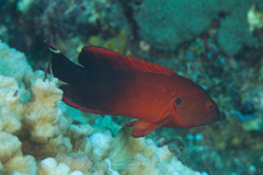 Cephalopholis urodeta