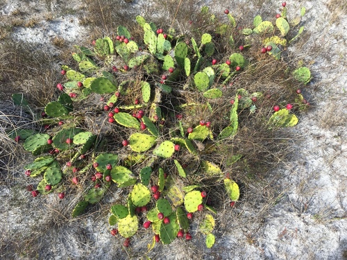 low pricklypear