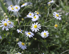 Aster pinnatifidus