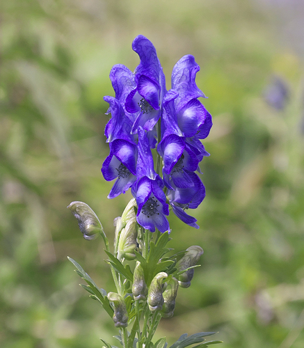 Aconitum japonicum iNat (3)